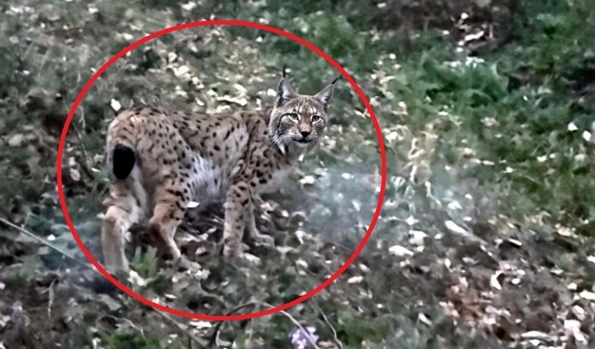 Sinop'ta vaşak görüntülendi