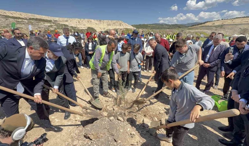 Taşınan her zeytin ağacına karşılık fidan: Milas'ta 4 bin zeytin toprakla buluştu