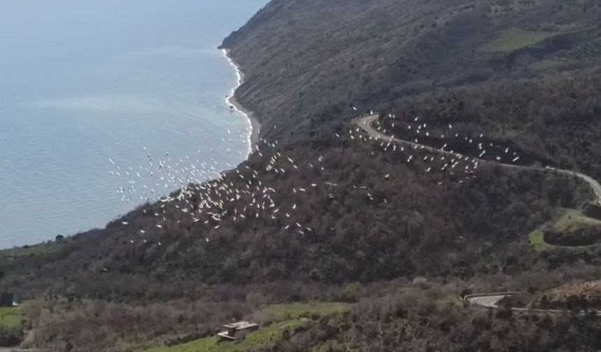 Tekirdağ'da pelikanların senkronize uçuşu görsel şölen sundu