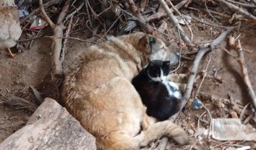 Üşüyen kedi ile köpek birbirine sığındı