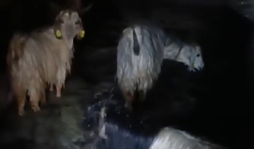 Yüksekova'da ahırları su bastı: Mahsur kalan hayvanlar kurtarıldı