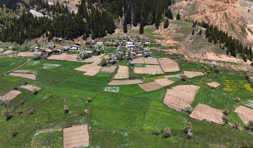 Artvin'de 1400 rakımda imece usulü doğal tarım