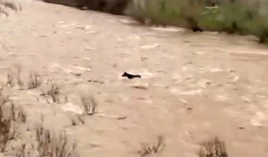 Bingöl'de sel sularına kapılan at ölümden döndü