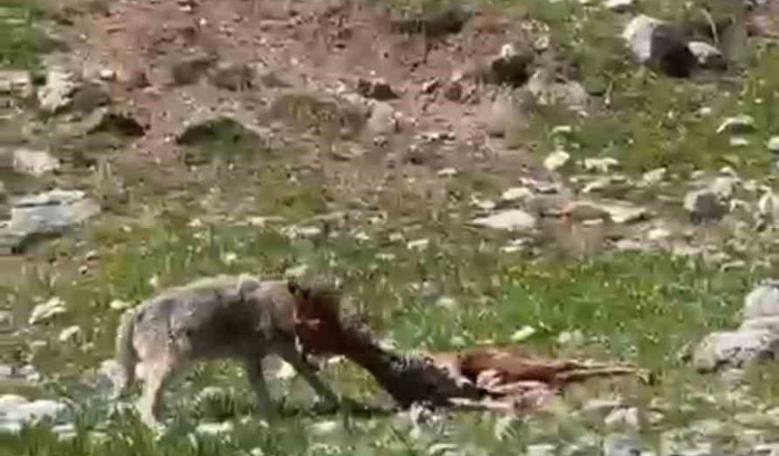 Bir yandan yakaladığı dağ keçisin yiyen kurt, diğer yandan havada süzülen akbabalar