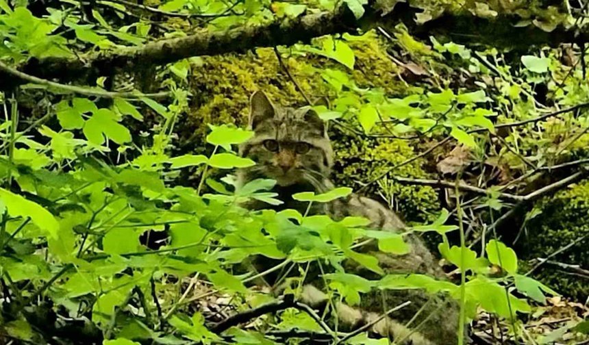 Bolu'da ormanlık alanda gezinen yaban kedisi görüntülendi