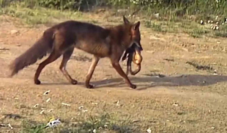 Çakal ağzındaki yılanla görüntülendi