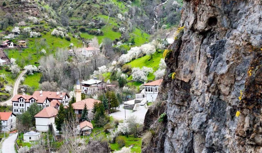 Gümüşhane'de taştan fışkıran 'draba çiçekleri' ilgi çekiyor
