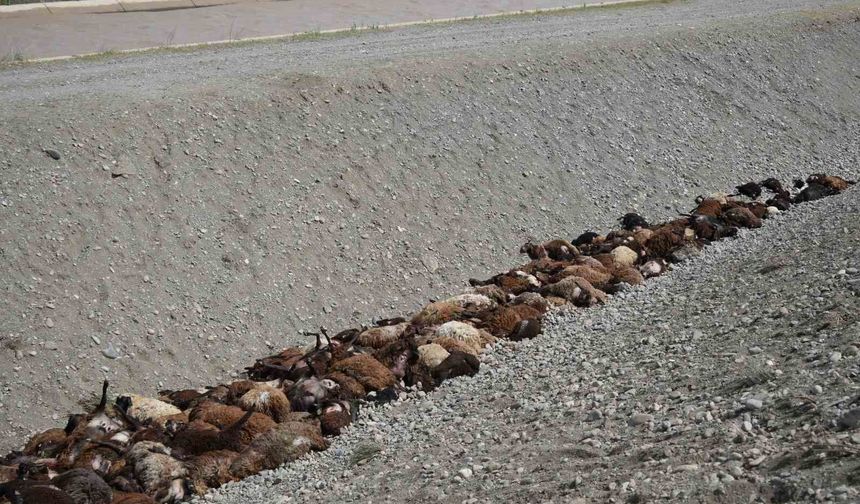 Iğdır'daki arı saldırısının ardından bölgede hasar tespiti sürüyor