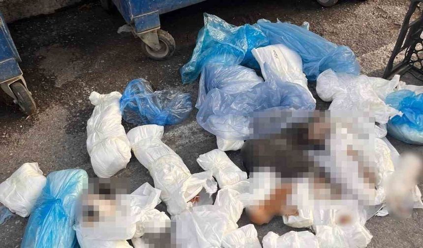 İzmir'deki '33 ölü kedi' vahşetinde yeni gelişme