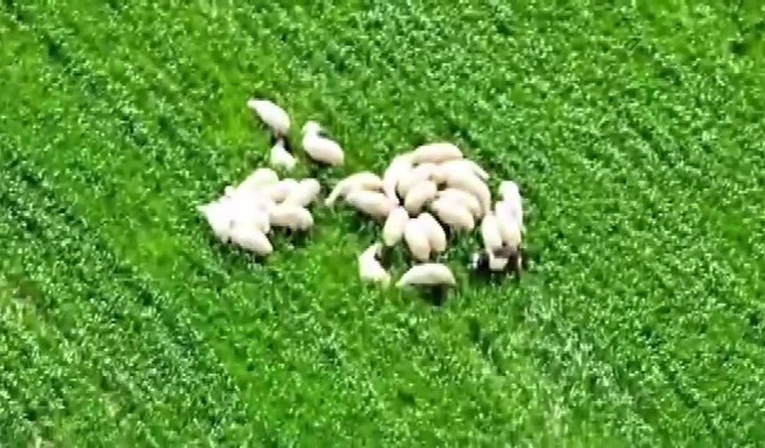 Kaybolan koyun sürüsü tarlanın ortasında dronla bulundu