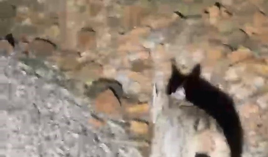 Koruma altında bulunan 'vaşak' Tunceli'de görüntülendi