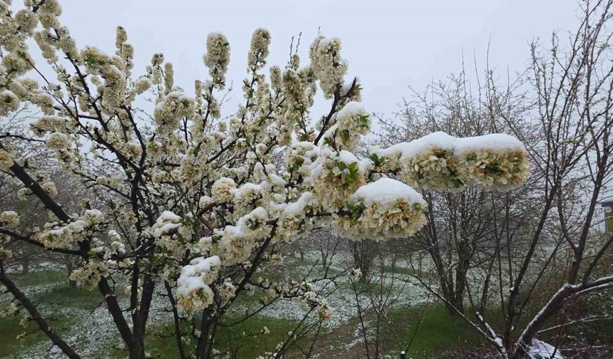Kütahya'da mayıs karı yağışı hayatı olumsuz etkiledi, üretici endişeli