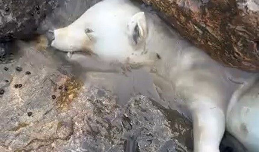 Kutup ayısı sanıldı, gerçek kısa sürede ortaya çıktı