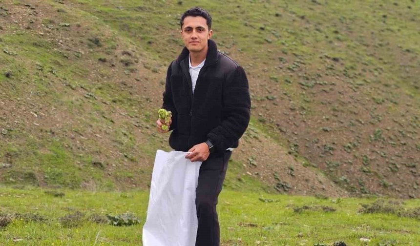 Muş'ta 'Yayla muzu' mesaisi başladı