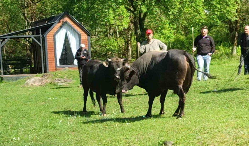 Rize'de boğalar arenaya hazırlanıyor
