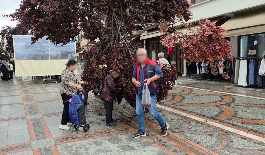 Şiddetli rüzgarda yağmur yağdı, ağaç kırıldı: Vatandaşlar erik peşine düştü