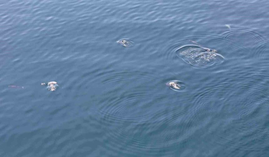 Tekirdağ açıklarında yunus sürüsü havadan görüntülendi