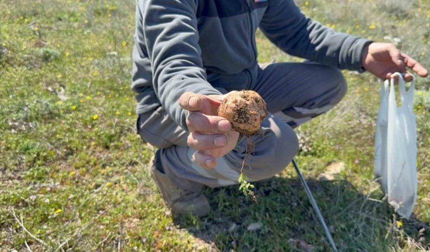 Topraktan gözünü ayırmadan 'dolaman' avı: 'Altın bulsam bu kadar sevinmem'