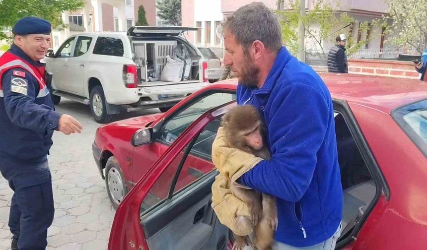 Yozgat'ta Hint Şebeği olarak bilinen maymun jandarma tarafından yakalandı