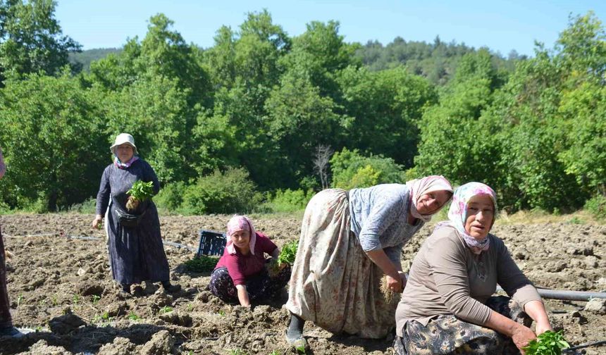 162 yıldır aynı 'Ata Tohumu' ile ekiyorlar
