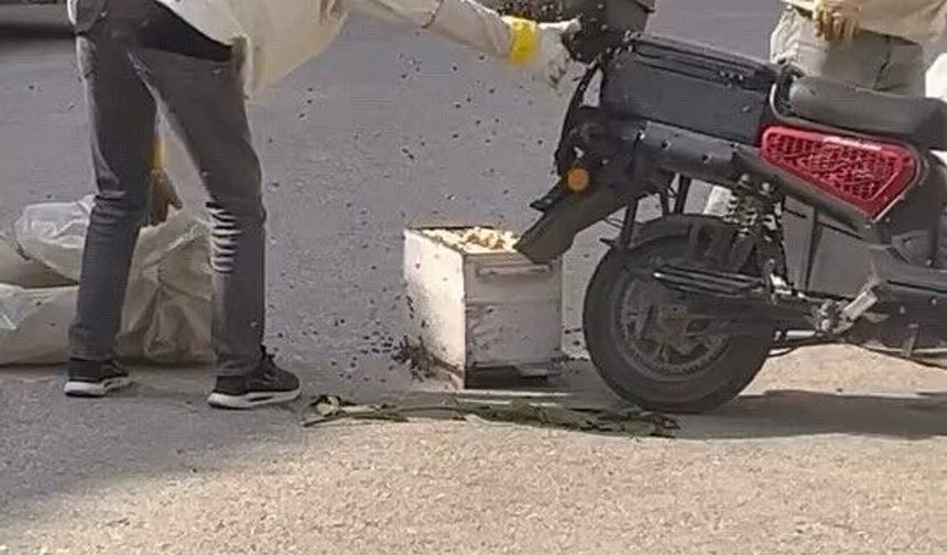 Arılar motosiklette oğul verdi