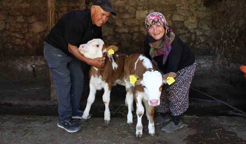 Buzağılarına hayranı oldukları şarkıcının ismini verdiler: 'Yıldız' ve 'Tilbe'