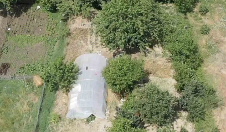 Dron destekli operasyonda seraya gizlenen hint kenevirleri ele geçirildi