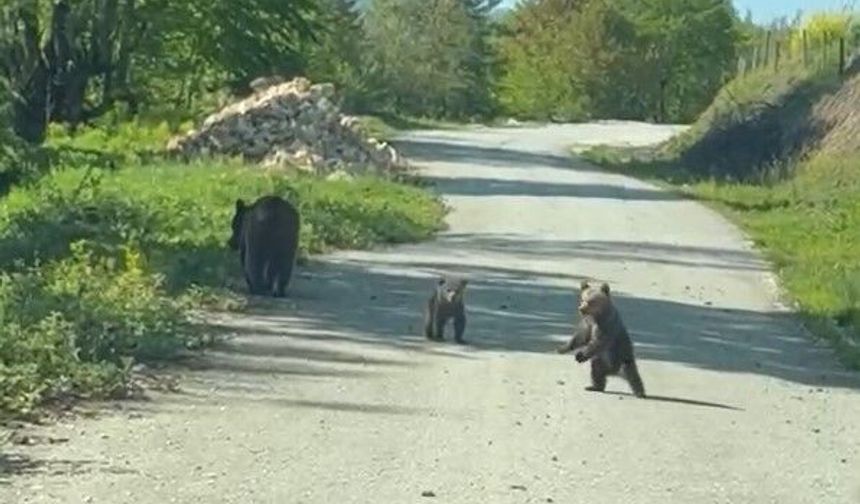 Kardeşlerin anne ayı ve yavruları ile sohbeti gülümsetti