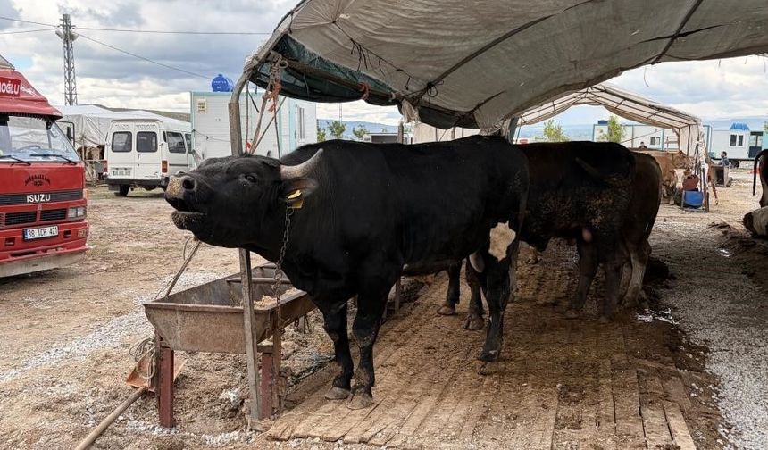 Kayseri'de 53 bin 284 adet kurban kesildi