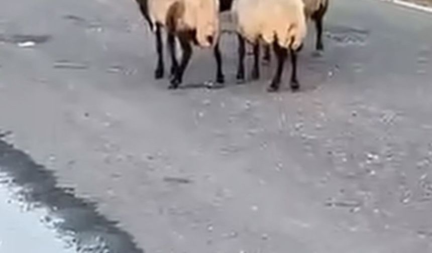 Siirt'te zehirlendiği iddia edilen 32 küçükbaş hayvan telef oldu