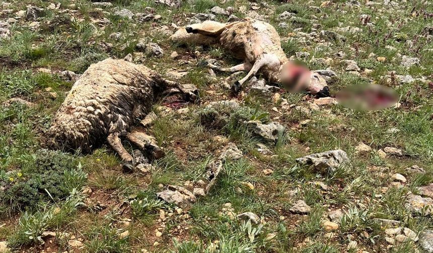 Sivas'ta koyun sürüsünün üzerine yıldırım düştü, 5 koyun telef oldu