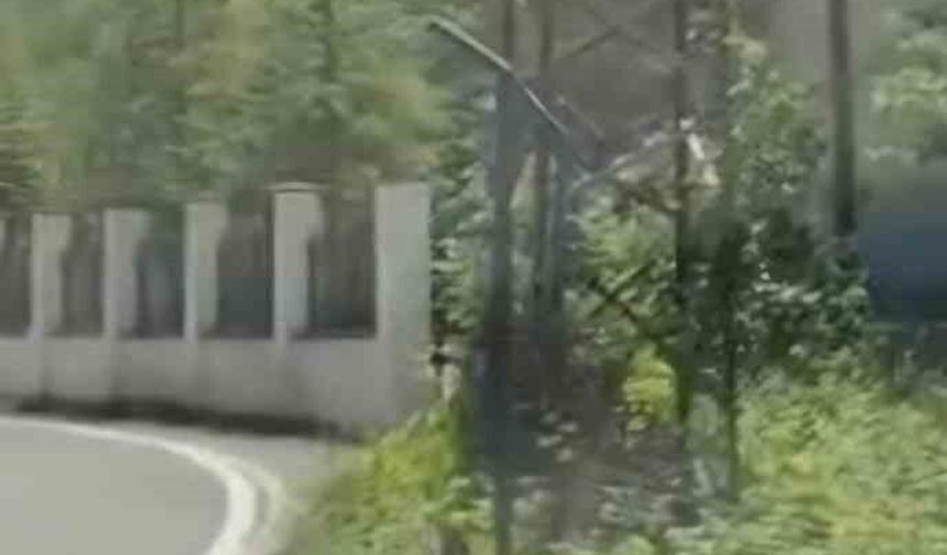 Trabzon'da ilk kez görüntülendi; Çengel boynuzlu dağ keçisi yavrusu karayoluna indi