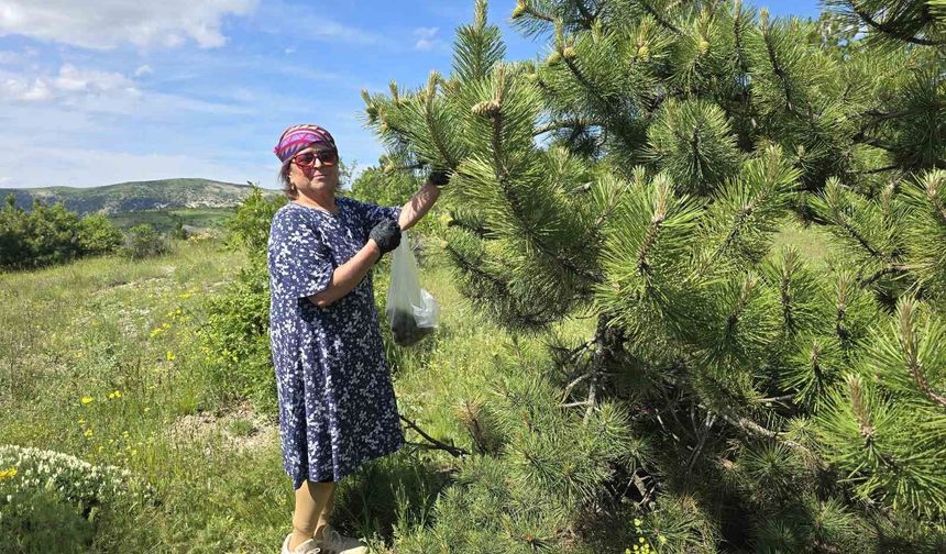Yozgat'ta kozalağın reçeli ve sirkesinden sonra şimdi de turşusu yapıldı