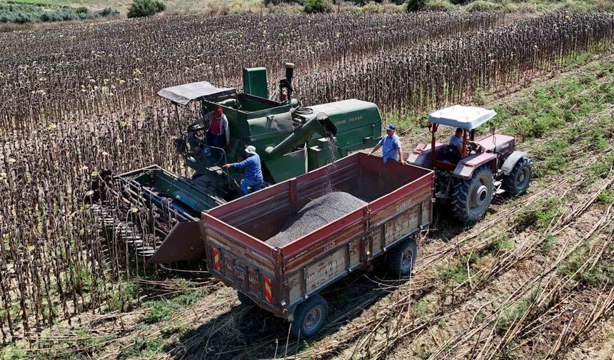 Adana'da yağlık ayçiçeği hasadı başladı: Yüksek rekolte üreticiyi sevindirdi