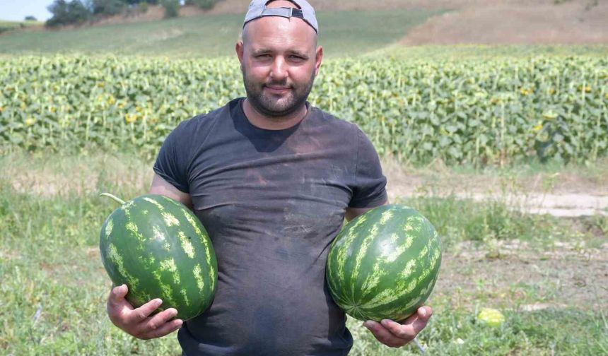Babaeski'nin doğal lezzeti Erikleryurdu karpuzu görücüye çıktı