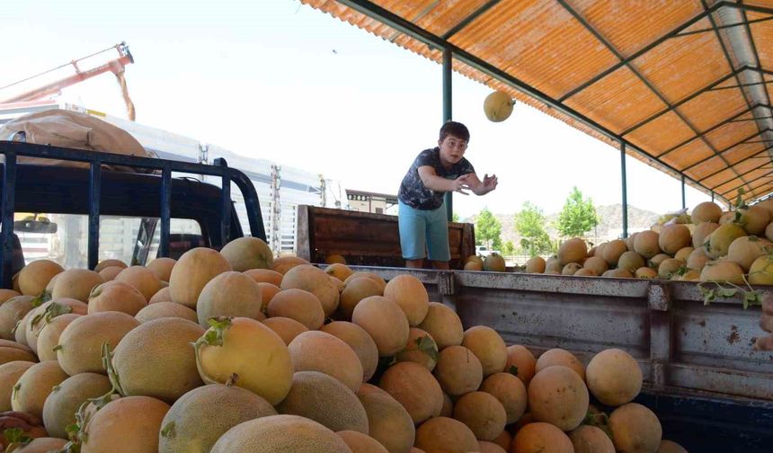 Bilecik'in ünlü Medetli kavununun hasadı başladı