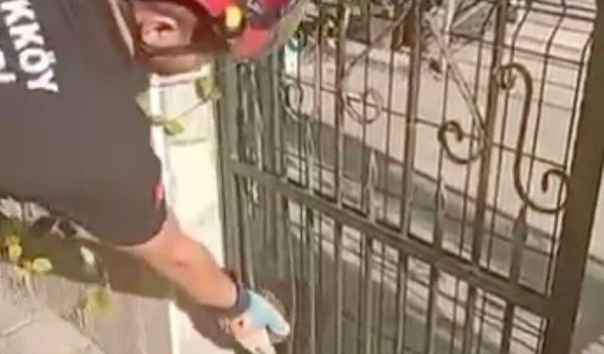 Demir kapıya sıkışan kirpiyi böyle kurtardılar