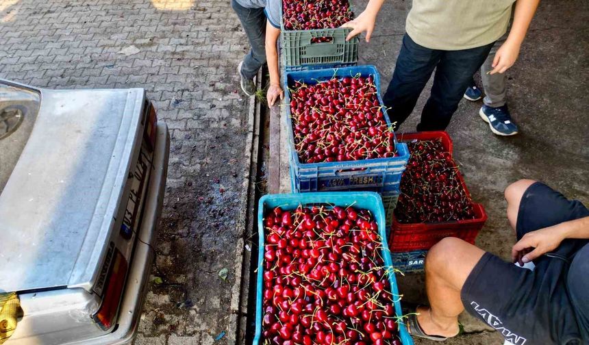 Dünya sofralarını süsleyen 'Napolyon' kirazda bereket yaşanıyor