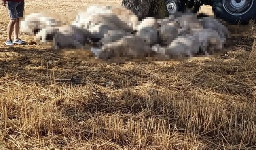 Edirne'de sağanak ve dolu yağışı: Yıldırım 30 koyunu telef etti, dolu çatılara zarar verdi