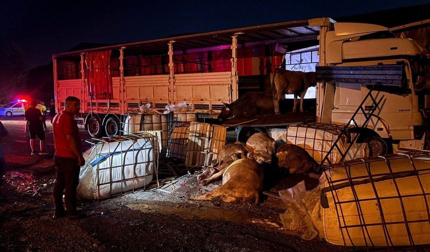 Erzincan'da iki tır çarpıştı: Büyükbaş hayvanlar yola savruldu, 5 hayvan telef oldu