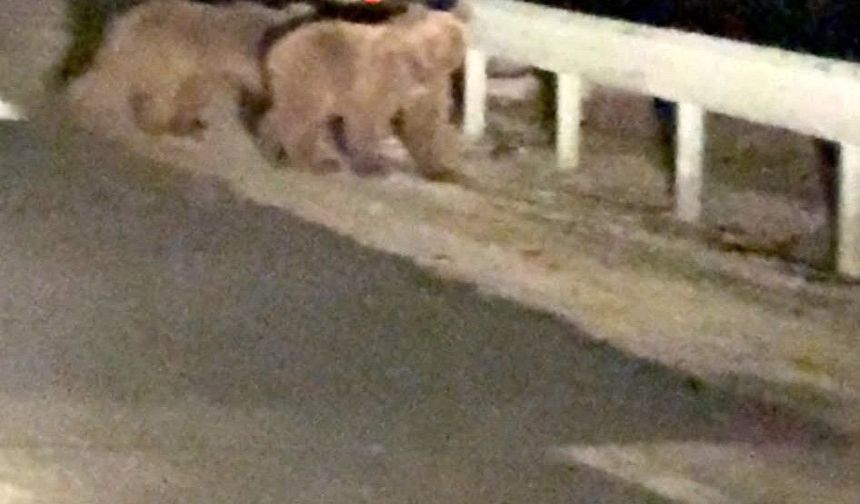 Gece sürprizi: İki ayı yavrusu kamerada