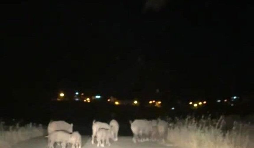 Gercüş'te domuz sürüleri tarım alanlarına zarar veriyor