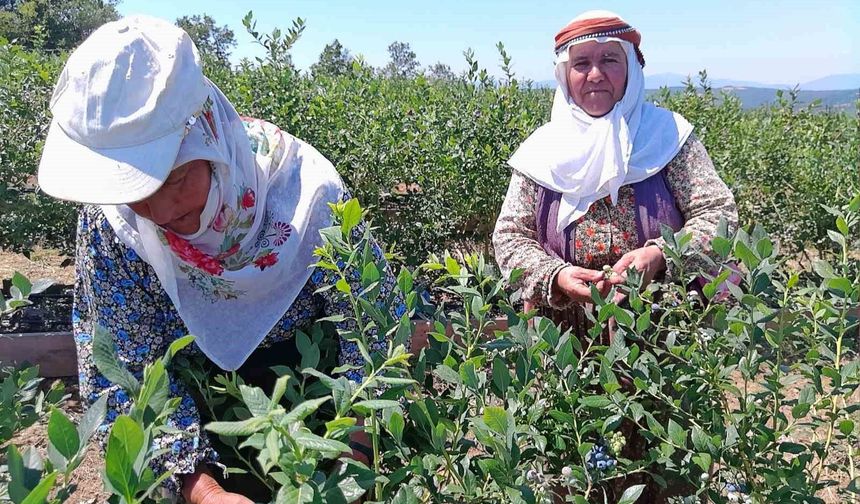 Kurak arazi devlet desteğiyle bereketli topraklara dönüştü