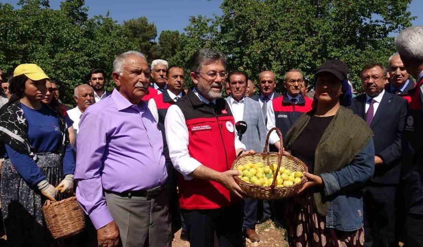 Malatya'da kayısı hasadına katılan Bakan Yumaklı: 'Geçtiğimiz senenin o karamsar zamanını üzerimizden atan çok güzel bir ürün görüyoruz'