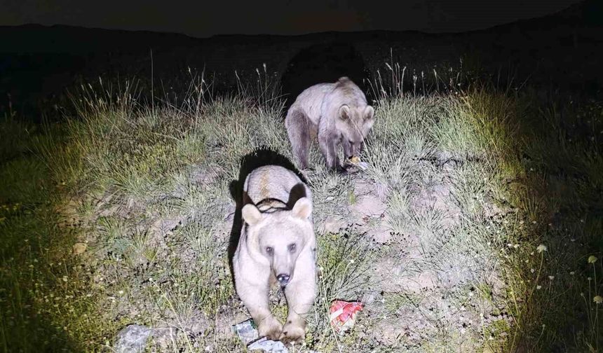 Nemrut Kalderası'nın simgesi ayılar yeniden ortaya çıktı