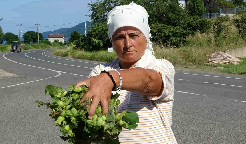 Ordu'da taze fındık tezgahlarda: Kilosu 200 lira