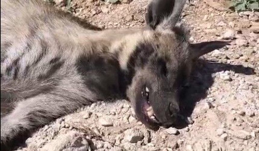 Şanlıurfa'da nesli tehdit altındaki çizgili sırtlan ölü bulundu