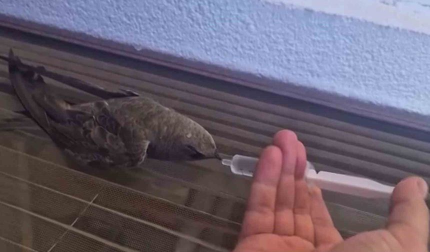Sıcaktan bitkin düşen ebabil kuşu, su ile yeniden hayata tutundu