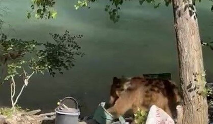 Tunceli'de bozayı piknikçilerin sofrasına misafir oldu