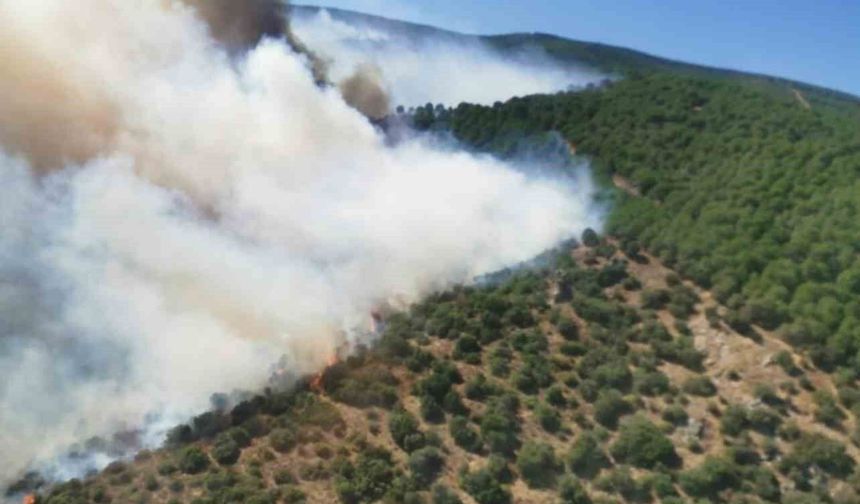 Yalova'daki orman yangını söndürüldü, bölgede soğutma çalışmaları sürüyor
